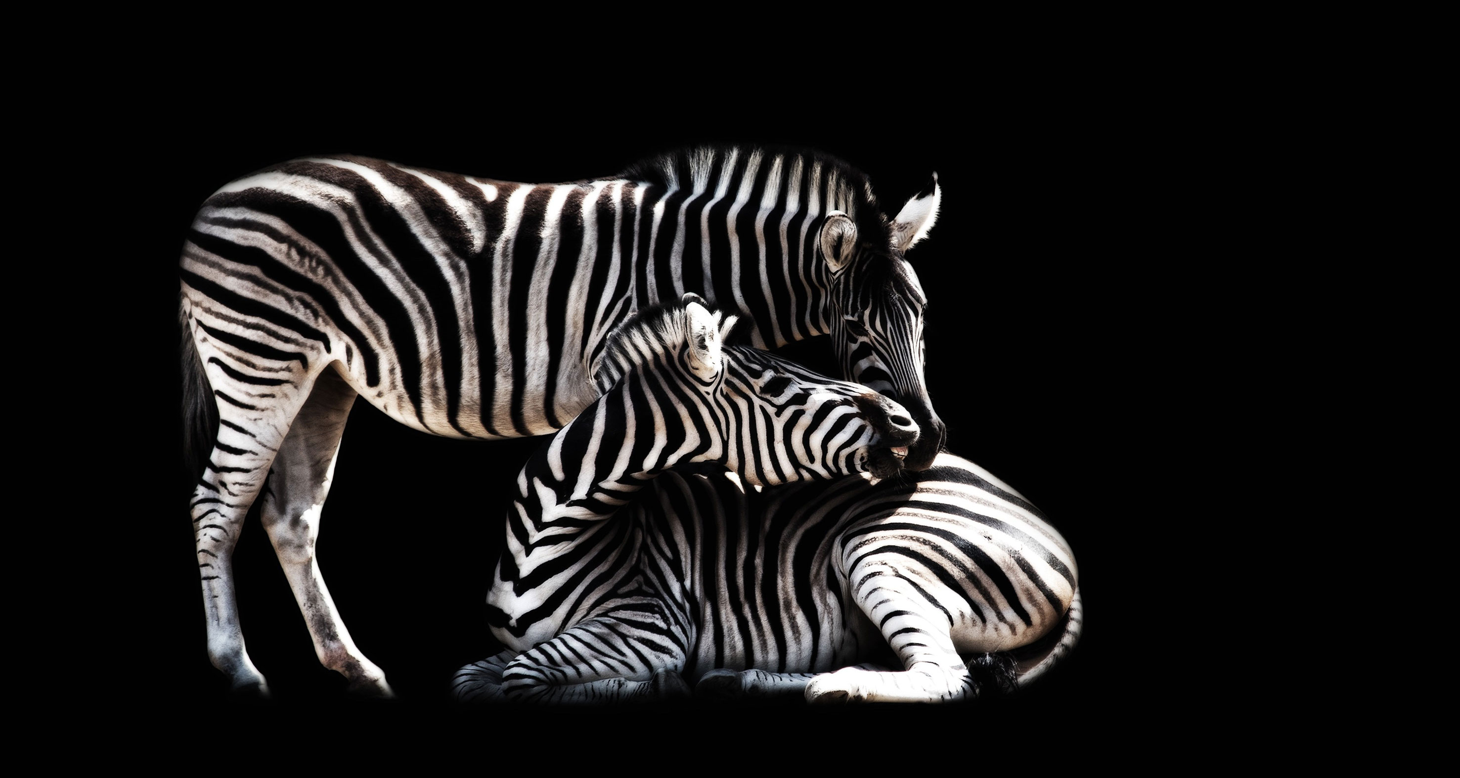 Ehlers Danlos Zebra Image