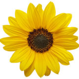 Tesco is the Latest to Adopt Sunflower Lanyard Scheme