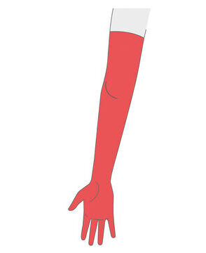 Hand and Arm